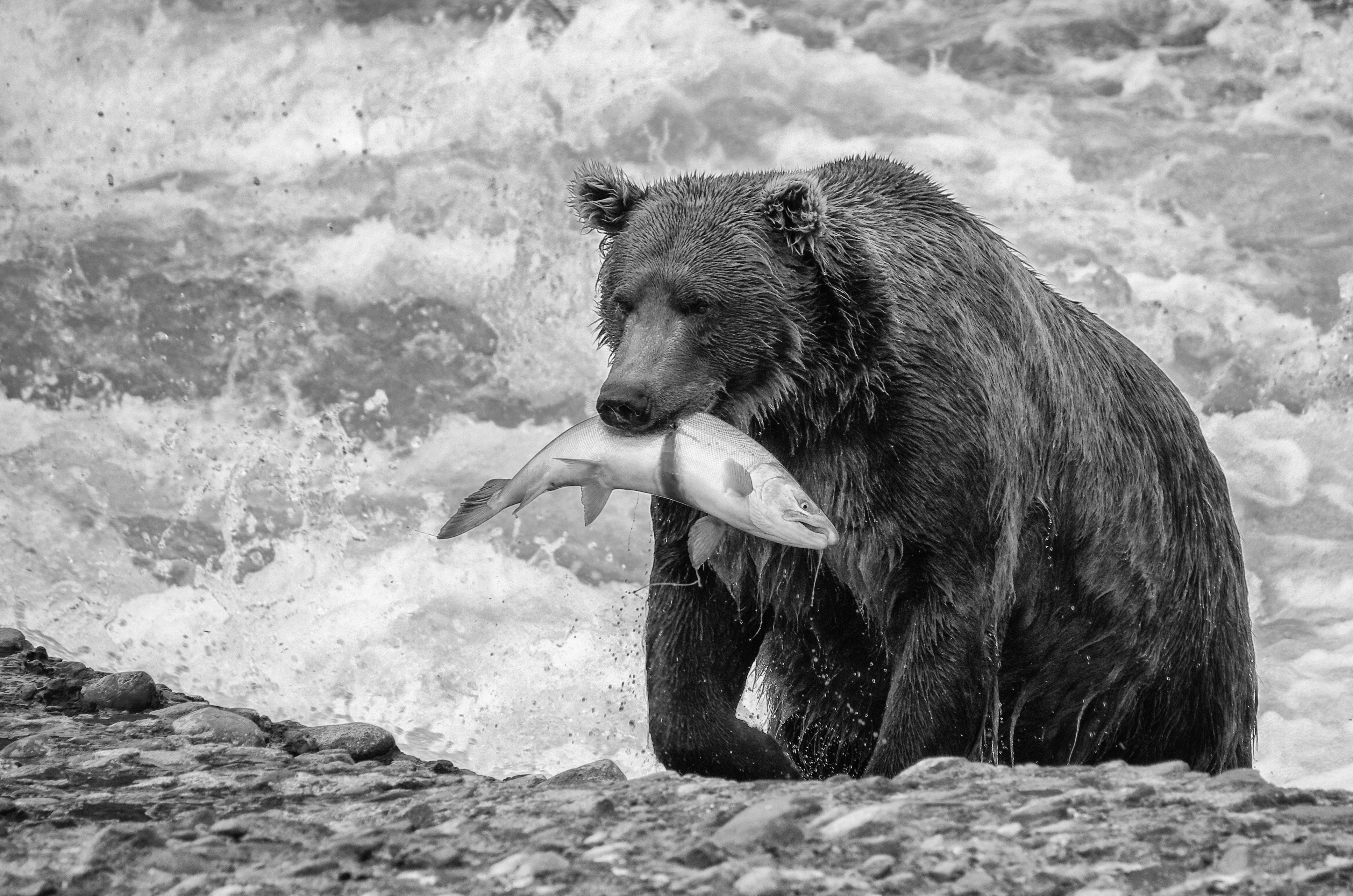 Wild Caught Salmon Cleanly Consumed